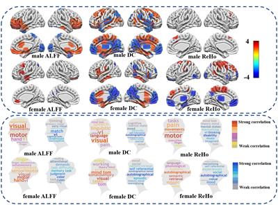 Gender effects on autism spectrum disorder: a multi-site resting-state functional magnetic resonance imaging study of transcriptome-neuroimaging